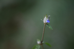 Rungia pectinata